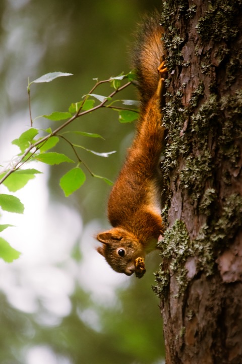 Orava puunrungolla